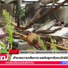 สด-สำรวจความเสียหาย