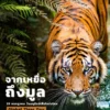 มูล-เสือโคร่ง-เล่าเรื่องอาหารได้อย่างดี-เสือโคร่ง-มักล่าเห