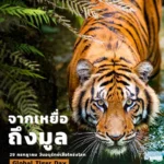 มูล-เสือโคร่ง-เล่าเรื่องอาหารได้อย่างดี-เสือโคร่ง-มักล่าเห