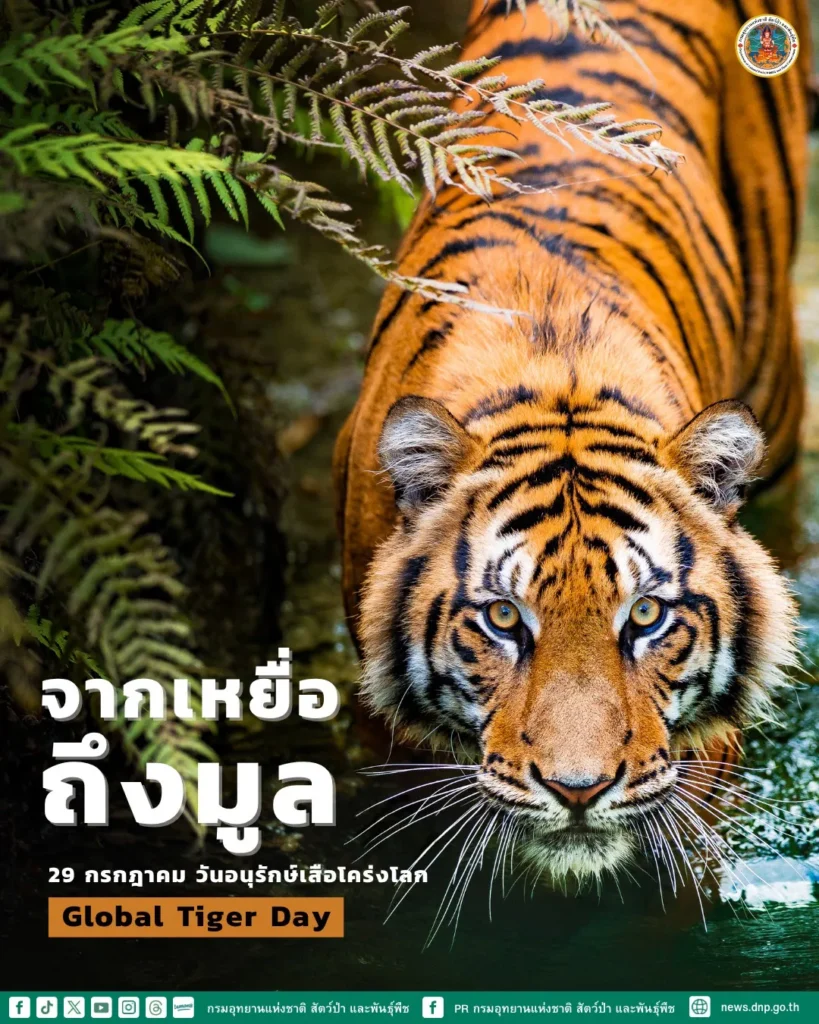 มูล-เสือโคร่ง-เล่าเรื่องอาหารได้อย่างดี-เสือโคร่ง-มักล่าเห