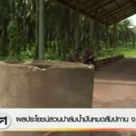 ผลประโยชน์สวนปาล์มน้ำมันหมดสัมปทาน-จ.ชุมพร-
