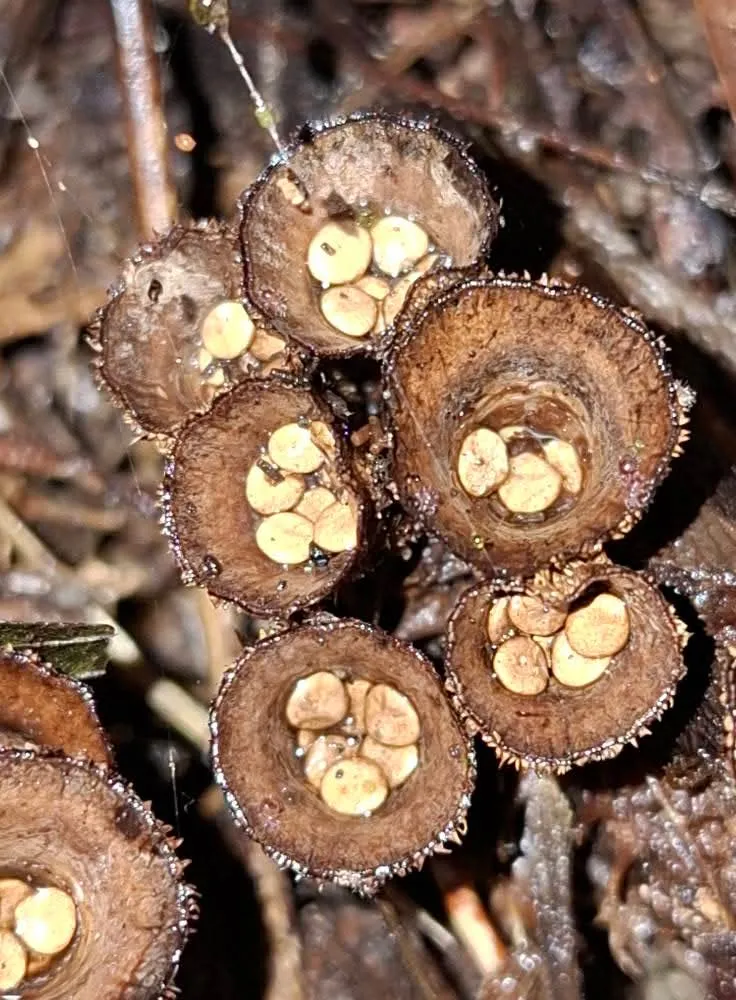 เห็ดรังนก-เห็ดทรงแปลก-ในผืนป่าคลองลาน-เป็นเห็ดสายพันธุ์-nidu