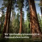 พืช-เป็นหนึ่งในสิ่งมีชีวิตที่สัมผัสกับพื้นดินและมีความผูกพัน