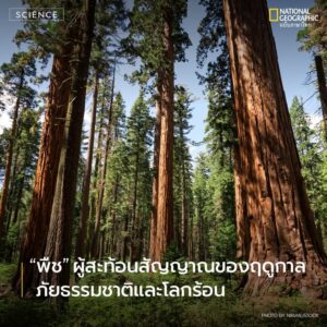 พืช-เป็นหนึ่งในสิ่งมีชีวิตที่สัมผัสกับพื้นดินและมีความผูกพัน