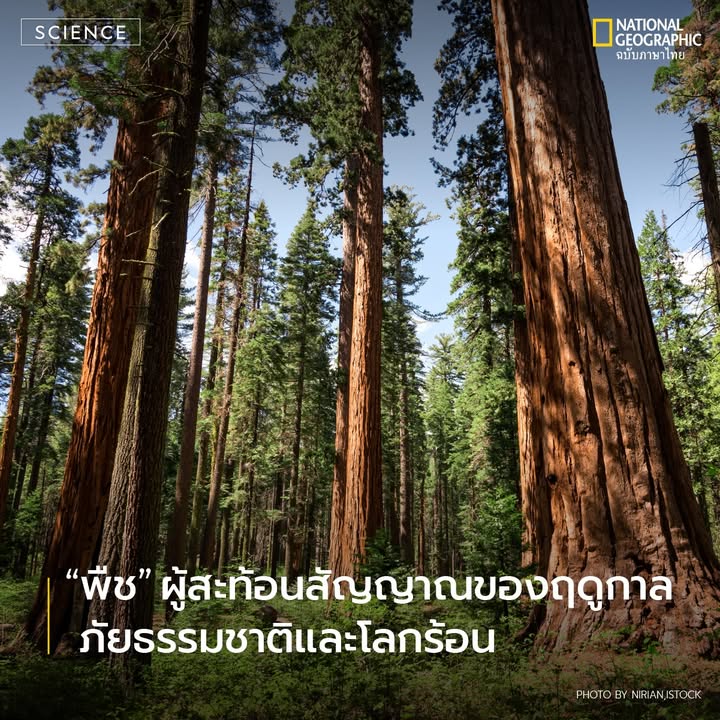 พืช-เป็นหนึ่งในสิ่งมีชีวิตที่สัมผัสกับพื้นดินและมีความผูกพัน