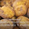 ทีมนักวิทยาศาสตร์จากจีนและสหราชอาณาจักรค้นพบว่า-มันฝรั่ง-ม