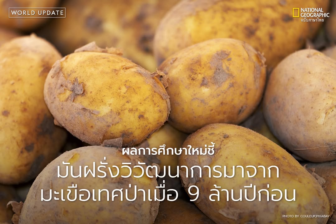 ทีมนักวิทยาศาสตร์จากจีนและสหราชอาณาจักรค้นพบว่า-มันฝรั่ง-ม