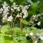 ส่งความสดชื่นในเช้าวันเสาร์ด้วยดอก-“ส้มกุ้งมะตะบัน”-ที่เบ่งบ