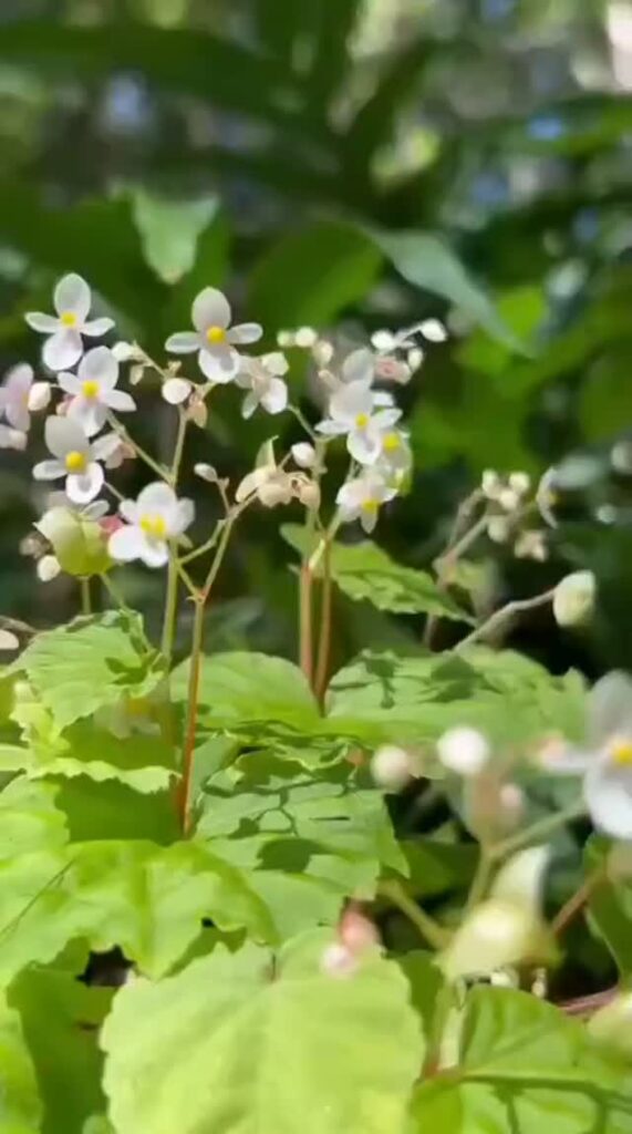 ส่งความสดชื่นในเช้าวันเสาร์ด้วยดอก-“ส้มกุ้งมะตะบัน”-ที่เบ่งบ