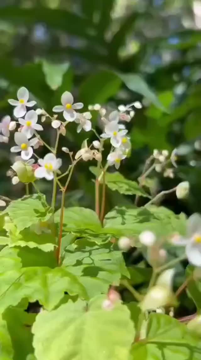 ส่งความสดชื่นในเช้าวันเสาร์ด้วยดอก-“ส้มกุ้งมะตะบัน”-ที่เบ่งบ