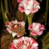 “กาหลาถ้วย”-ดอกไม้ป่าที่สวยไม่แพ้กาหลา-กาหลาถ้วย-(etlingera