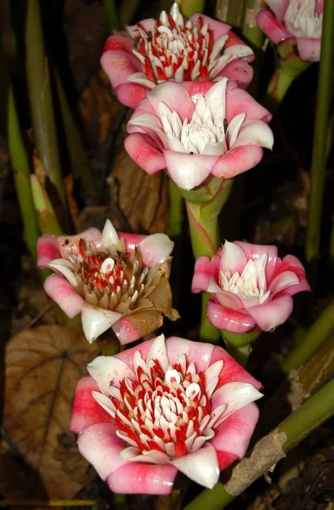 “กาหลาถ้วย”-ดอกไม้ป่าที่สวยไม่แพ้กาหลา-กาหลาถ้วย-(etlingera