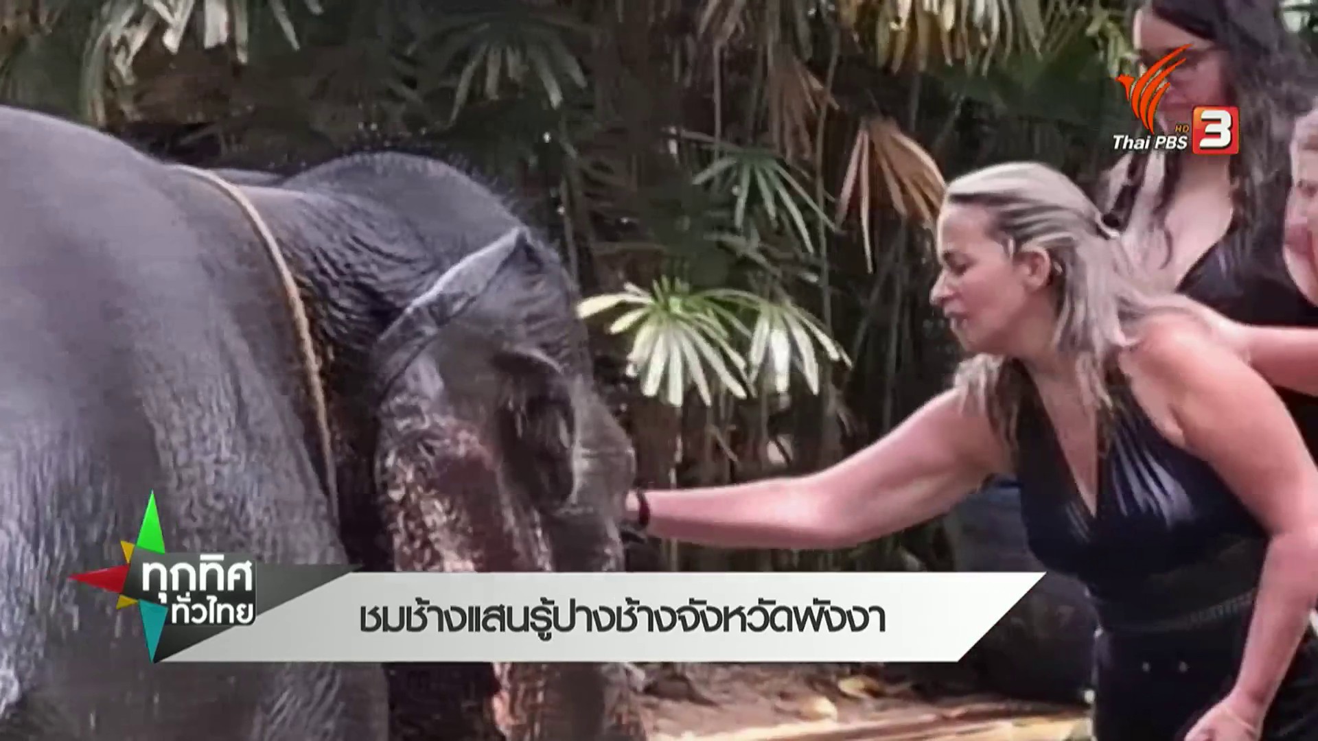 ชมช้างแสนรู้-ปางช้าง-จังหวัดพังงา-news-#t