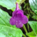 ผักกาดหินคลองลาน-เริ่มทยอยออกดอกสวยงาม-ที่อุทยานแห่งชาติคลอง