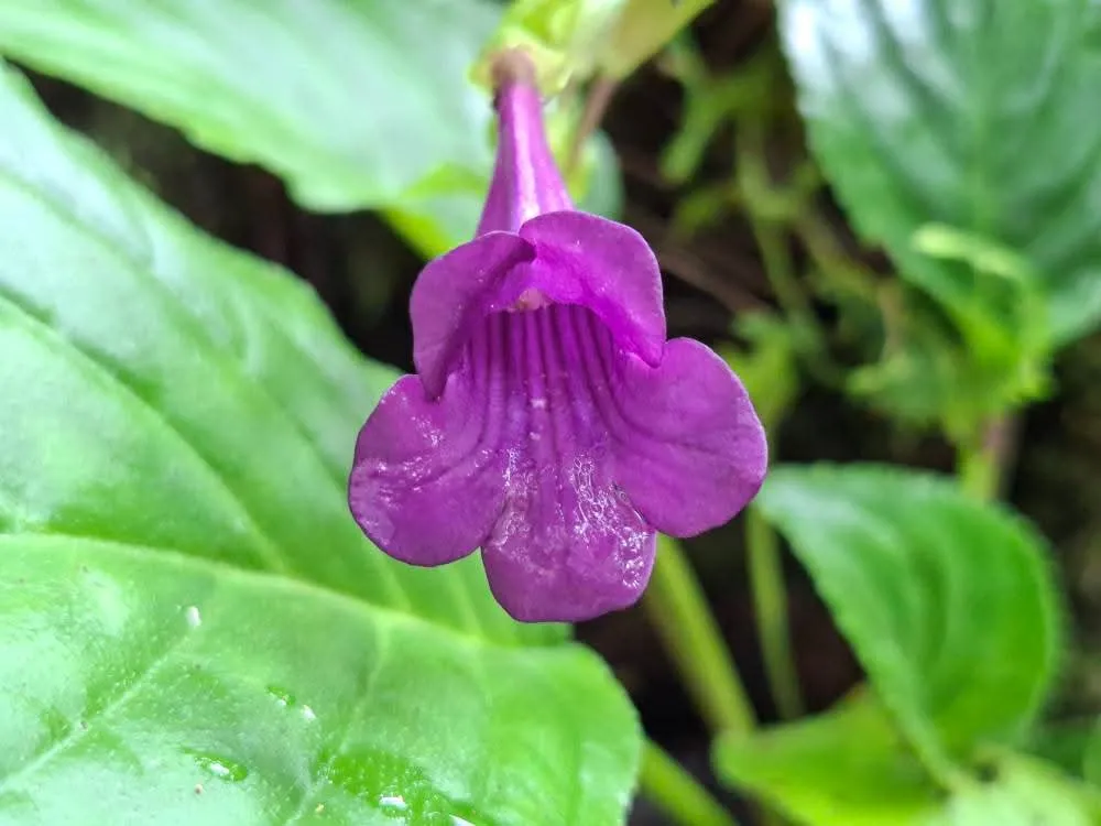 ผักกาดหินคลองลาน-เริ่มทยอยออกดอกสวยงาม-ที่อุทยานแห่งชาติคลอง