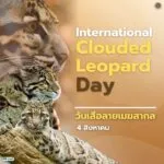 4-สิงหาคม-วันเสือลายเมฆสากล-วันที่-4-สิงหาคมของทุกปีตรงกับ
