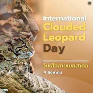 4-สิงหาคม-วันเสือลายเมฆสากล-วันที่-4-สิงหาคมของทุกปีตรงกับ