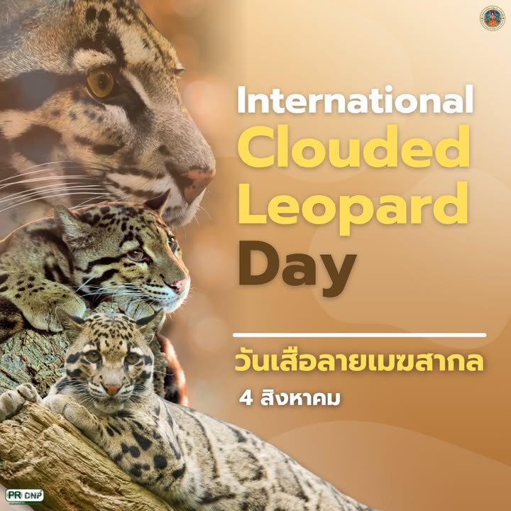 4-สิงหาคม-วันเสือลายเมฆสากล-วันที่-4-สิงหาคมของทุกปีตรงกับ