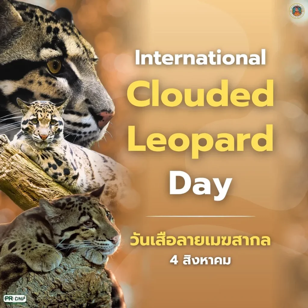 4-สิงหาคม-วันเสือลายเมฆสากล-(internatonal-clouded-leopard