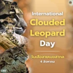 4-สิงหาคม-วันเสือลายเมฆสากล-(internatonal-clouded-leopard