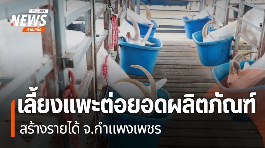 อดีตพนักงานขายรถ-ในจังหวัดกำแพงเพชร-หันมาทำสบู่น้ำนมแพะ-ส่งข