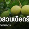ชาวสวนมะนาว-ในจังหวัดนครสวรรค์-กำลังเดือดร้อนหนัก-เนื่องจากข