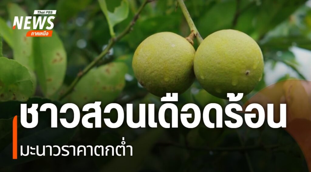 ชาวสวนมะนาว-ในจังหวัดนครสวรรค์-กำลังเดือดร้อนหนัก-เนื่องจากข