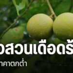 ชาวสวนมะนาว-ในจังหวัดนครสวรรค์-กำลังเดือดร้อนหนัก-เนื่องจากข