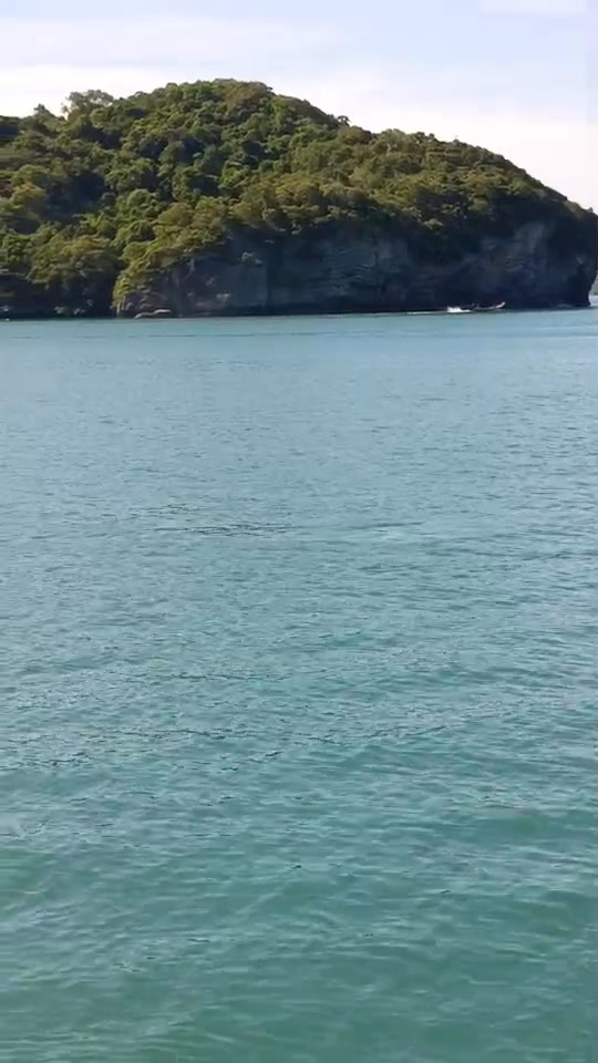 พบโลมาหลังโหนก-ในเขตอุทยานแห่งชาติหมู่เกาะอ่างทอง-ตอกย้ำคว
