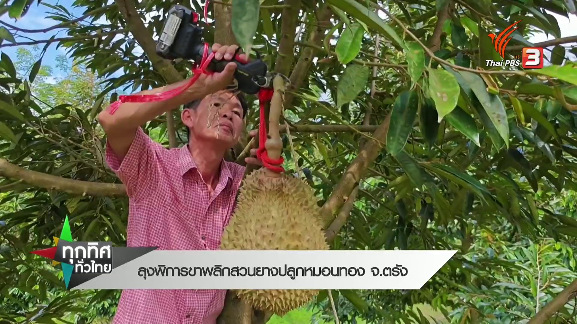 ลุงพิการขา-พลิกสวนยางปลูกหมอนทอง-จ.ตรัง--#th