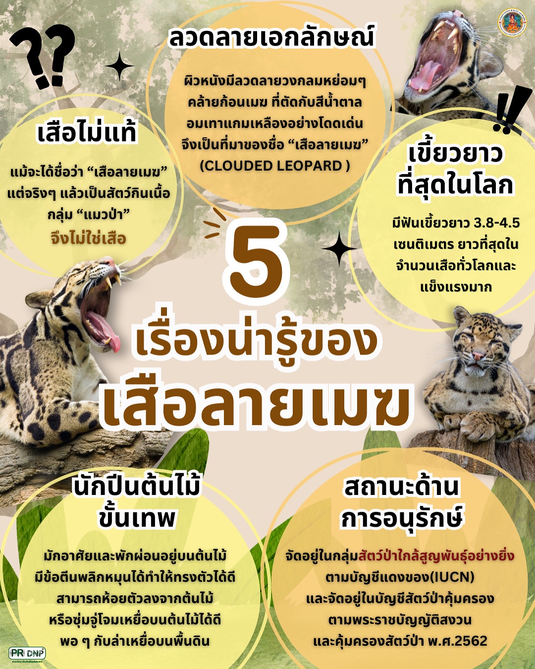 5-เรื่องน่ารู้ของ-เสือลายเมฆ-ที่มาข้อมูล-:-สำนักอนุรักษ์สั