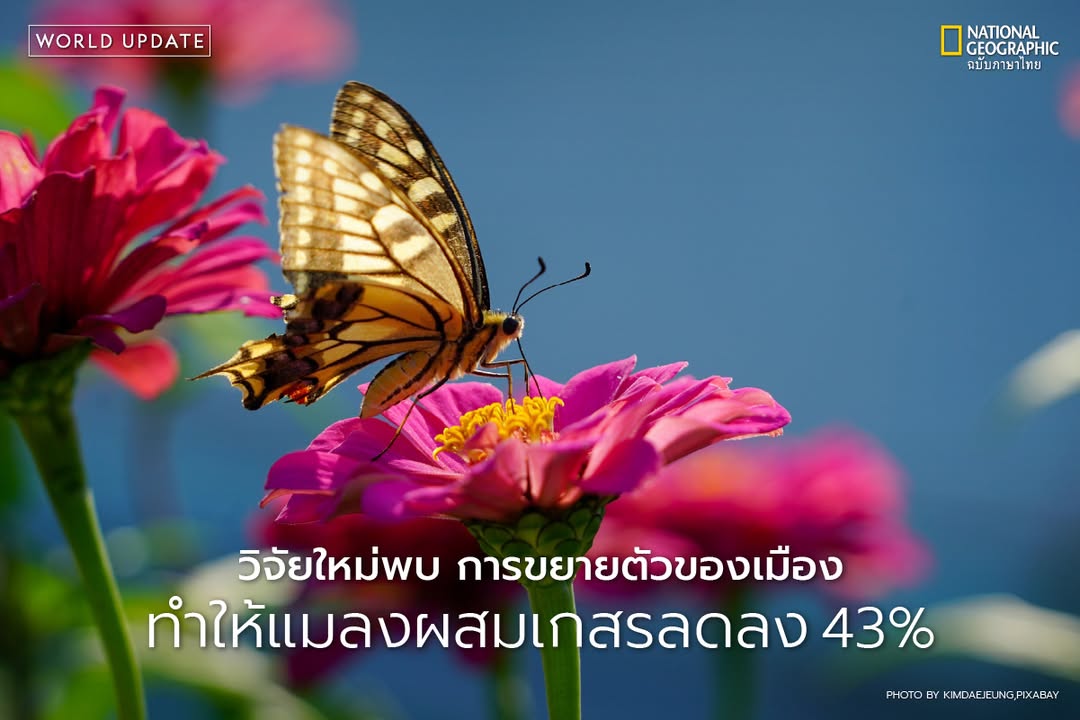 การขยายตัวของเมืองกำลังส่งผลกระทบอย่างรุนแรงต่อแมลงผสมเกสร-ไ