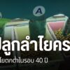 ปัญหาราคาลำไยตกต่ำเข้าขั้นวิกฤต-โดยที่จังหวัดเชียงใหม่-ราคาล