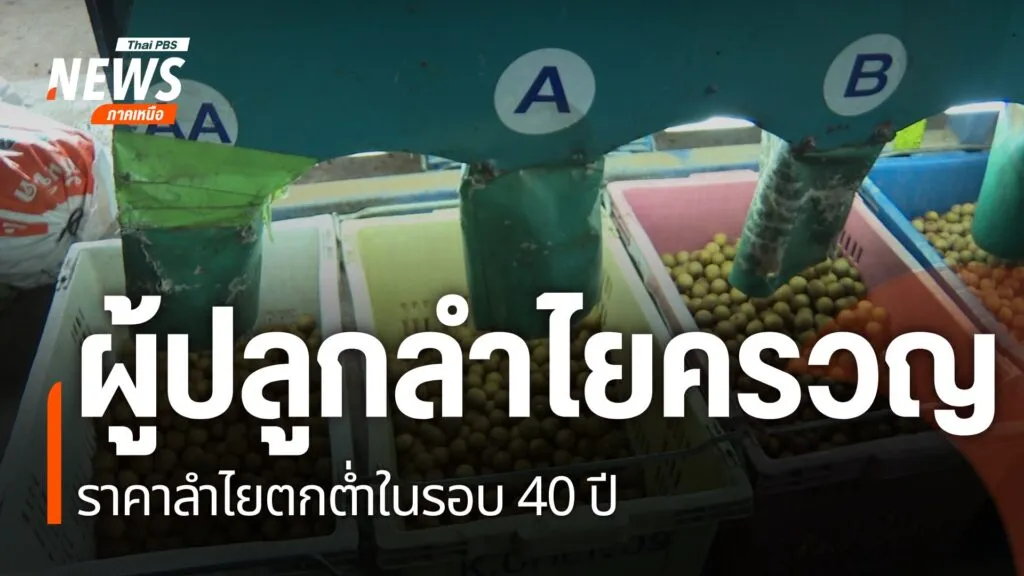 ปัญหาราคาลำไยตกต่ำเข้าขั้นวิกฤต-โดยที่จังหวัดเชียงใหม่-ราคาล