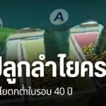 ปัญหาราคาลำไยตกต่ำเข้าขั้นวิกฤต-โดยที่จังหวัดเชียงใหม่-ราคาล