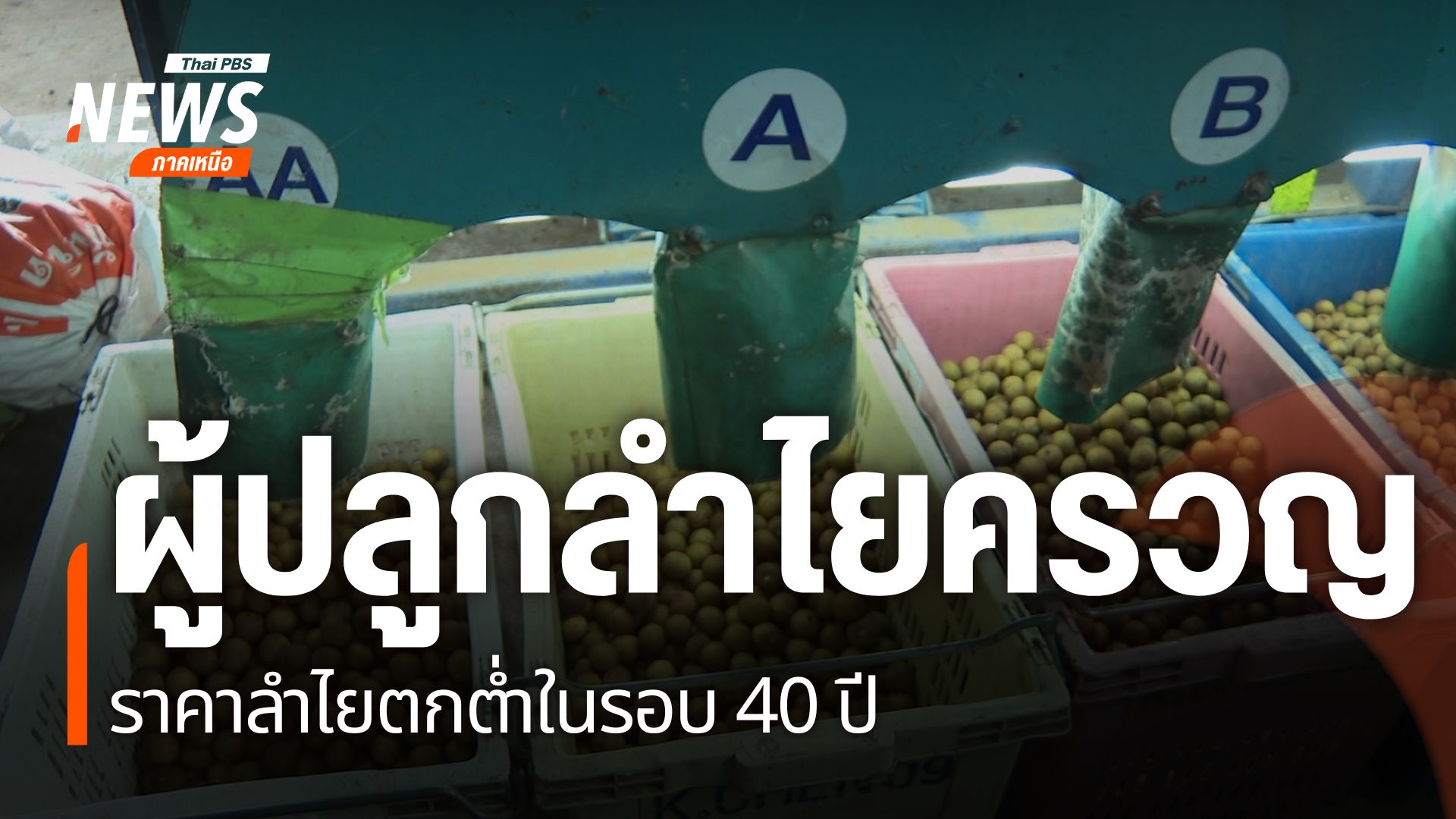 ปัญหาราคาลำไยตกต่ำเข้าขั้นวิกฤต-โดยที่จังหวัดเชียงใหม่-ราคาล