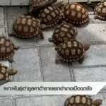 เพาะพันธ์ุเต่าซูลคาต้า-รายแรก-อ.เมืองตรัง--#