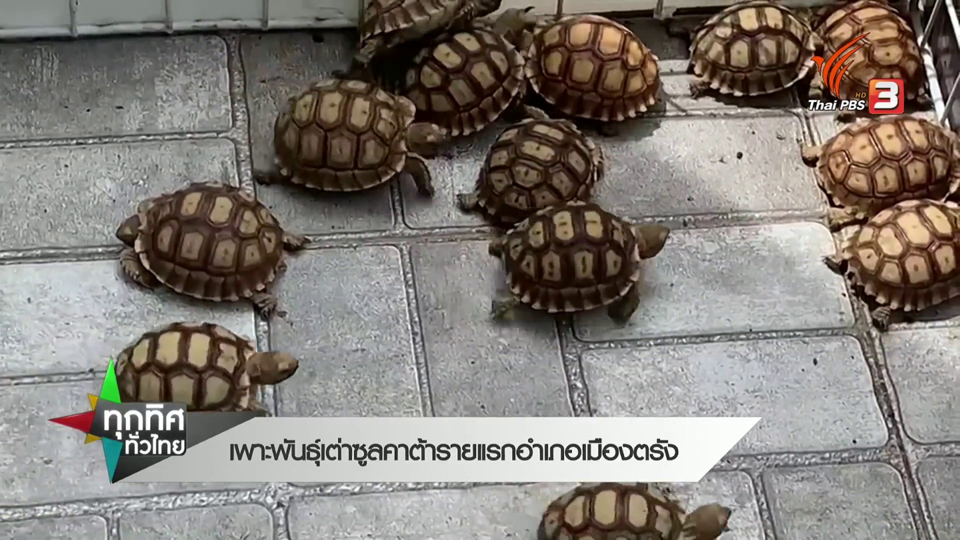 เพาะพันธ์ุเต่าซูลคาต้า-รายแรก-อ.เมืองตรัง--#