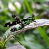 ตั๊กแตนลิง(erianthus-serratus)-เป็นตั๊กแตนหนวดสั้น-ซึ่งแยกออ