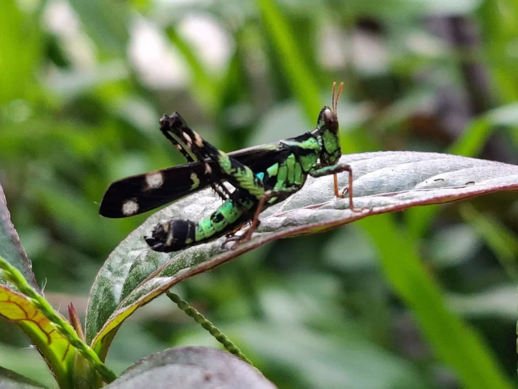 ตั๊กแตนลิง(erianthus-serratus)-เป็นตั๊กแตนหนวดสั้น-ซึ่งแยกออ