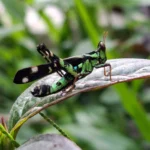 ตั๊กแตนลิง(erianthus-serratus)-เป็นตั๊กแตนหนวดสั้น-ซึ่งแยกออ