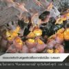 ต่อยอดผลิตภัณฑ์ดูแลสัตว์เลี้ยงจากรังชันโรง-จ.สงขลา-ข่าวที่ค
