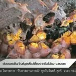 ต่อยอดผลิตภัณฑ์ดูแลสัตว์เลี้ยงจากรังชันโรง-จ.สงขลา-ข่าวที่ค