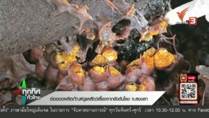 ต่อยอดผลิตภัณฑ์ดูแลสัตว์เลี้ยงจากรังชันโรง-จ.สงขลา-ข่าวที่ค