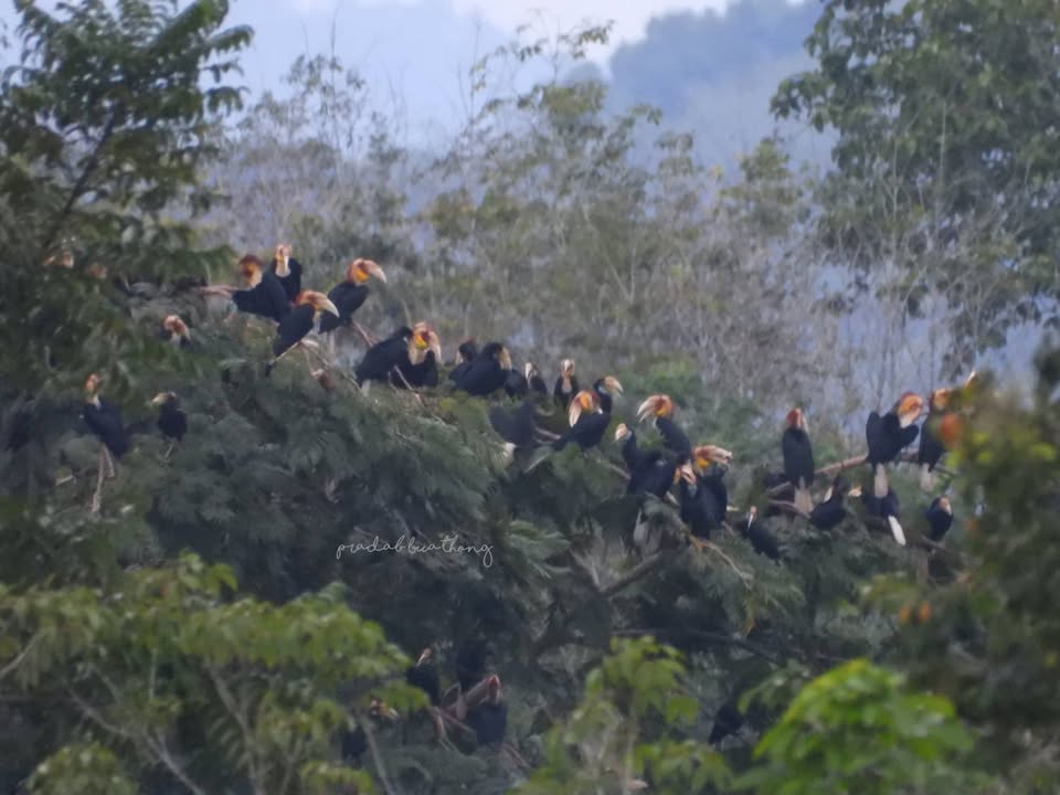 นกเงือกกรามช้างปากเรียบอพยพ-ฝูงใหญ่ปรากฏตัวที่อุทยานแห่งชาติ