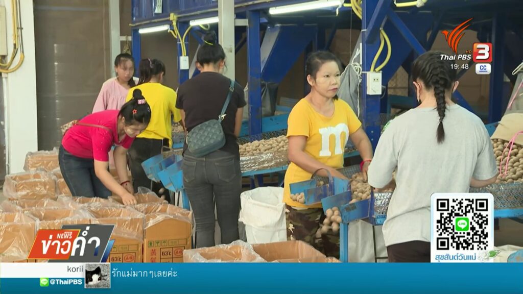 โรงอบแห้งปรับแผนรองรับผลผลิตลำไยจำนวนมาก-(feed--wit