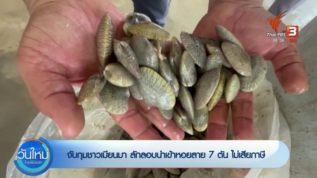 จับกุมชาวเมียนมา-ลักลอบนำเข้าหอยลาย-7-ตัน-ไม่เสียภาษี-จ.ระนอ