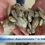 จับกุมชาวเมียนมา-ลักลอบนำเข้าหอยลาย-7-ตัน-ไม่เสียภาษี-จ.ระนอ