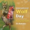 13-สิงหาคม-“วันหมาป่าโลก”-วันที่-13-สิงหาคมของทุกปีตรงกับวัน
