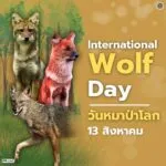 13-สิงหาคม-“วันหมาป่าโลก”-วันที่-13-สิงหาคมของทุกปีตรงกับวัน